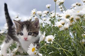 Cat in grass with flowers