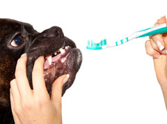 Dog getting his teeth brushed