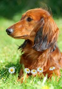 Dog laying in grass with flowers