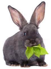 Rabbit eating greens